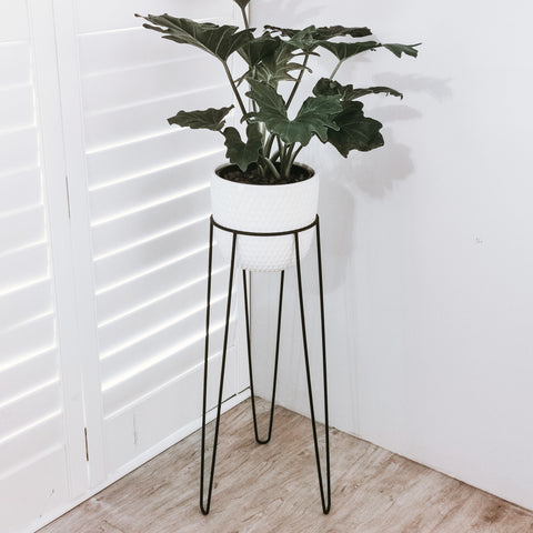 Single Plant Stand